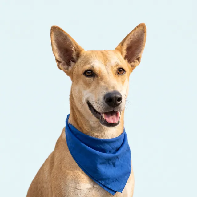 An Indie dog with large upright ears, wearing a blue bandana
