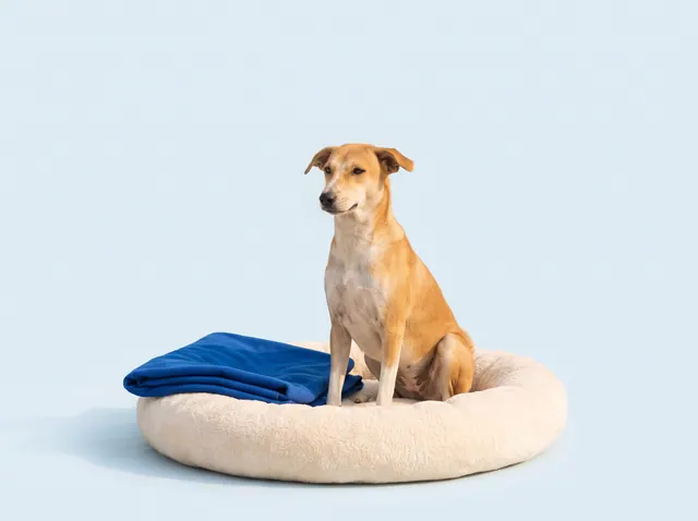 A calm Indie dog sitting upright on a cream round dog bed, with a folded blue blanket beside it