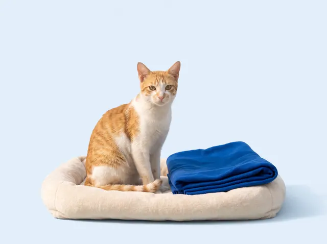 An orange-and-white cat sitting upright on a cream cat bed, with a folded blue blanket beside it