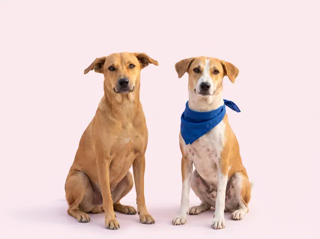 Two friendly Indie dogs sitting side by side, the one on the right wearing a blue bandana