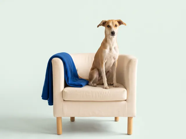 A calm Indie dog sitting upright on a cream armchair, with a folded blue blanket draped over the armrest