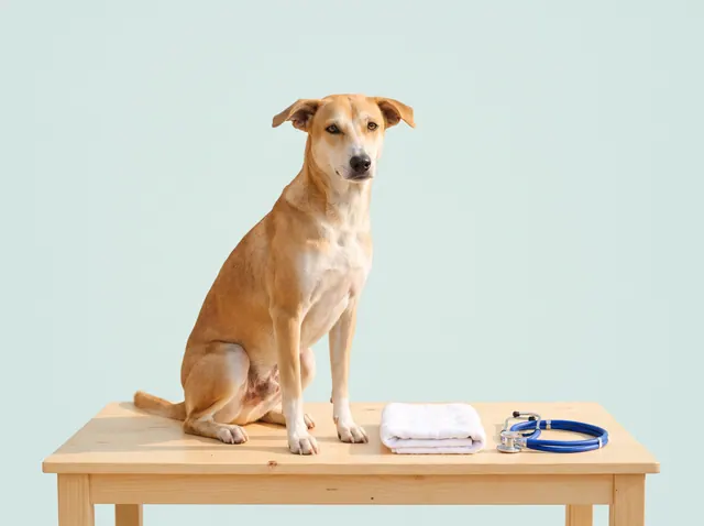 A calm Indie dog sitting upright on a wooden examination table, with a folded white towel and a blue stethoscope beside it