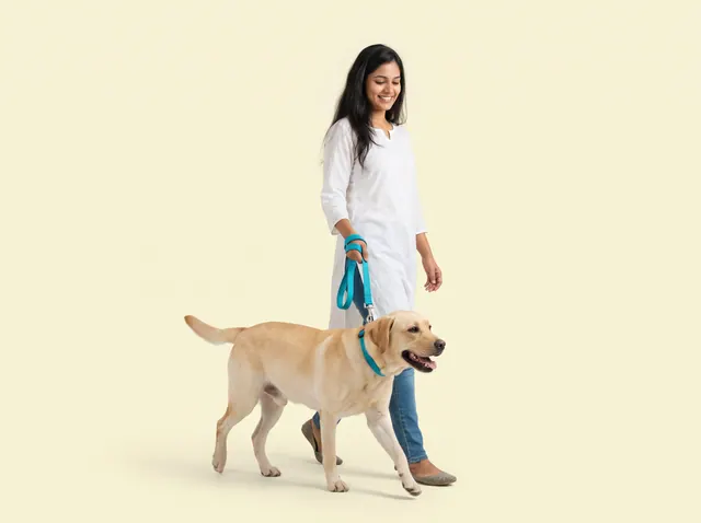A smiling woman in a white kurta walking a yellow Labrador on a teal leash