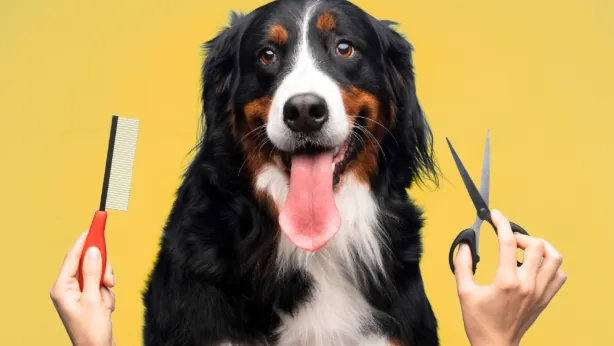 Professional pet grooming tools and groomed dog