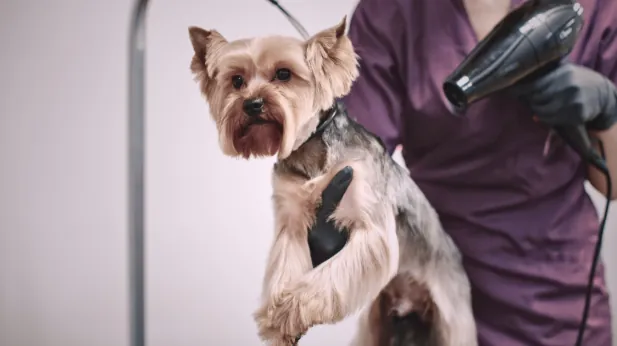 Professional groomer handling small dog