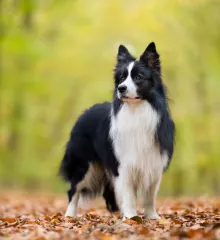 Australian Shepherd dog