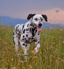 Dalmatian dog
