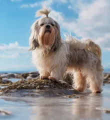 Shih Tzu dog