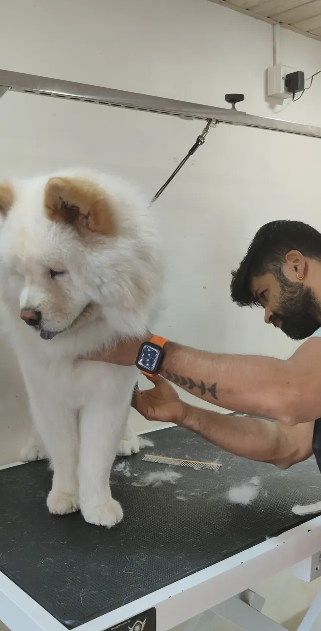 Posh Paws in Pune