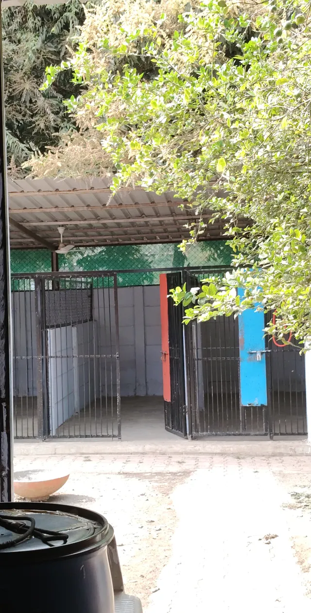 The Dog House in Pune