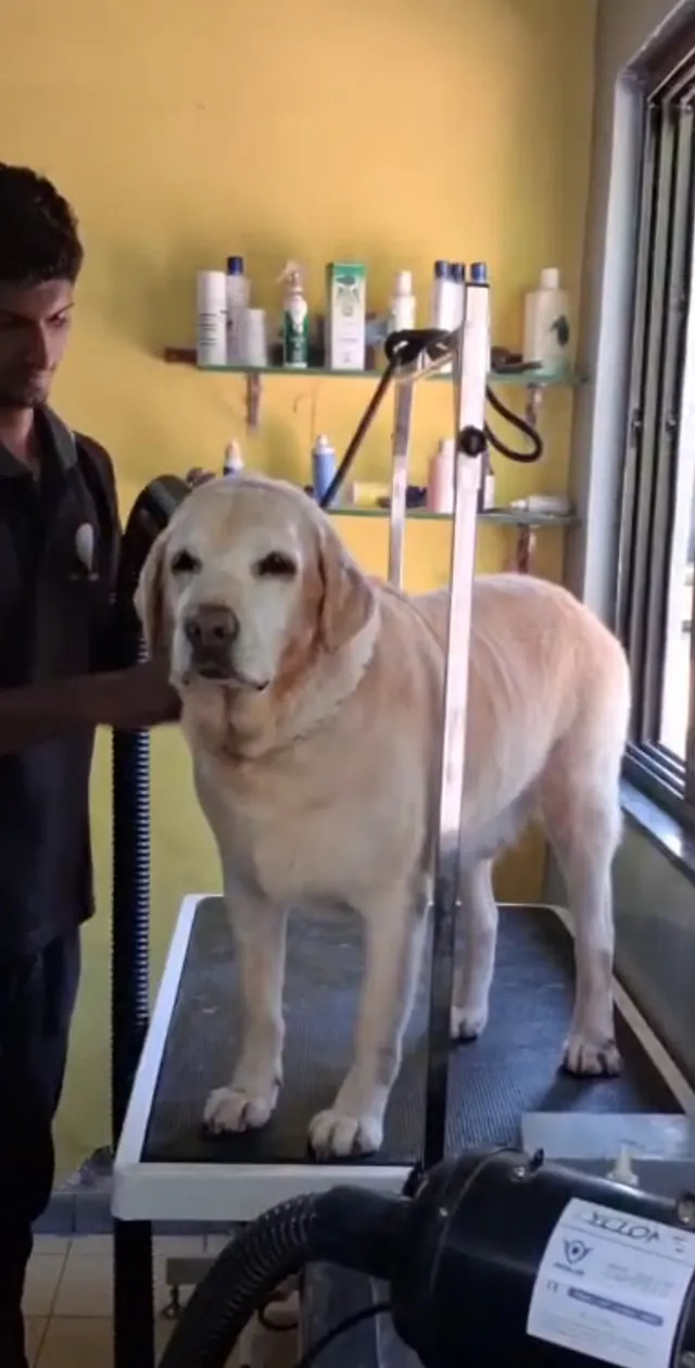 The Dog House in Pune