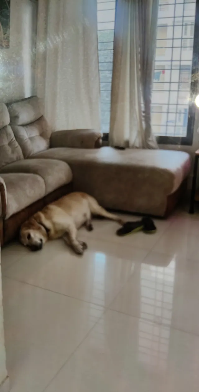 Poro Pet Home Boarding in Pune