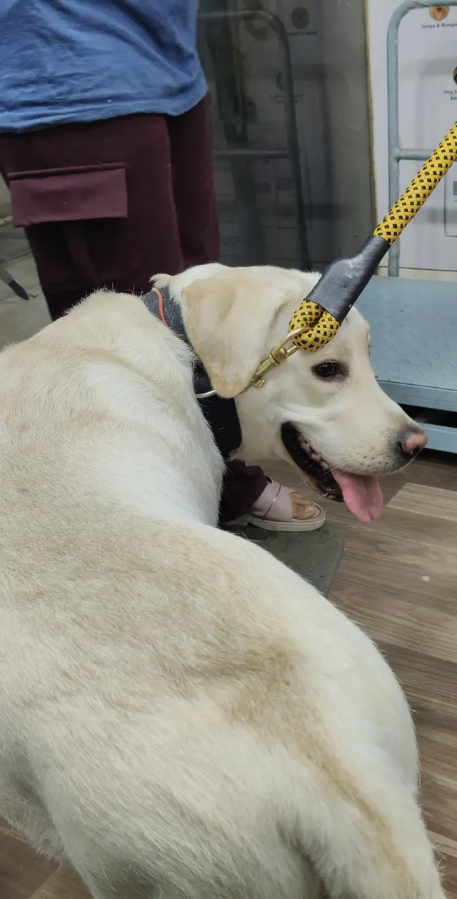 Petease Vet Clinic in Pune