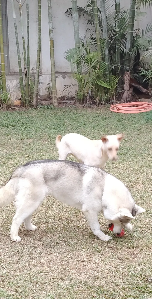 Poochkoo in Pune