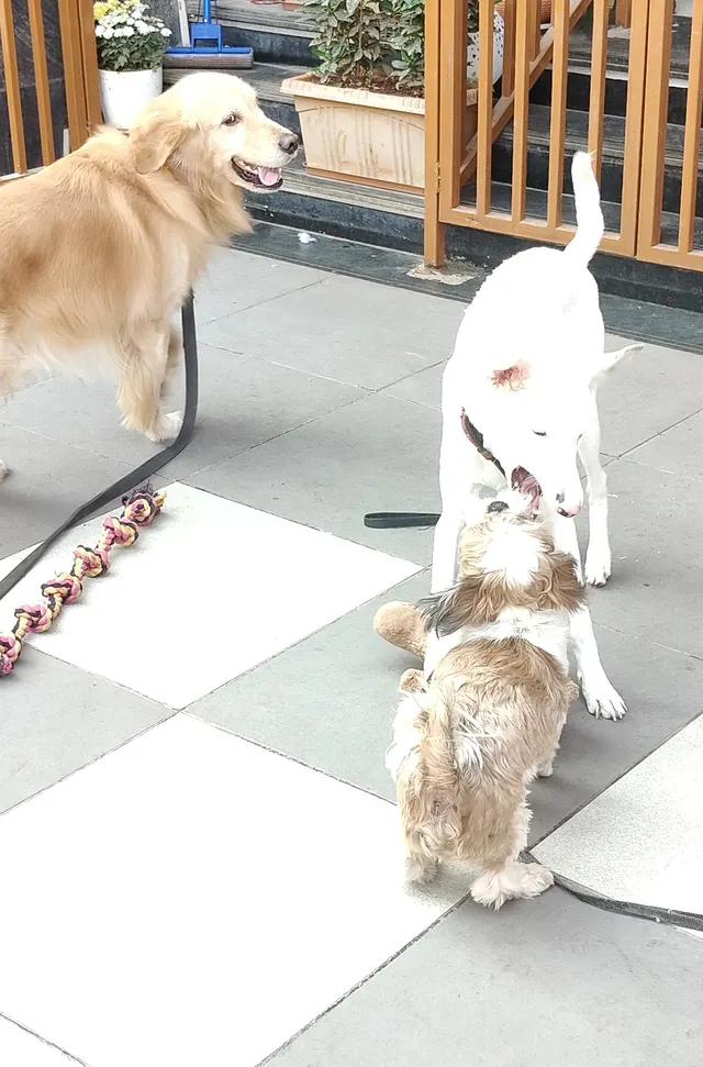 Comb and Collar in Pune