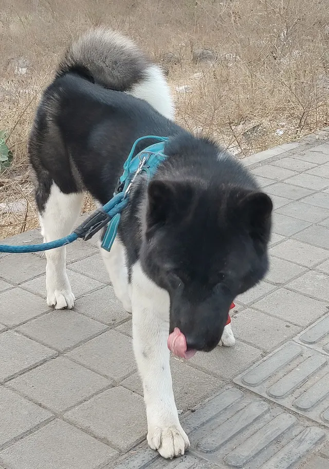 The Dog Mitra Pet Resort in Pune