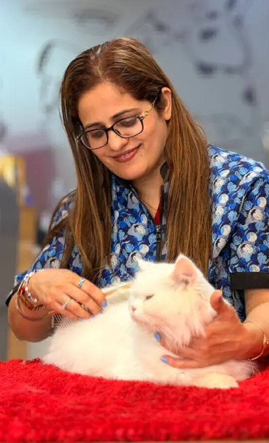 Comb and Collar Grooming Center in Pune