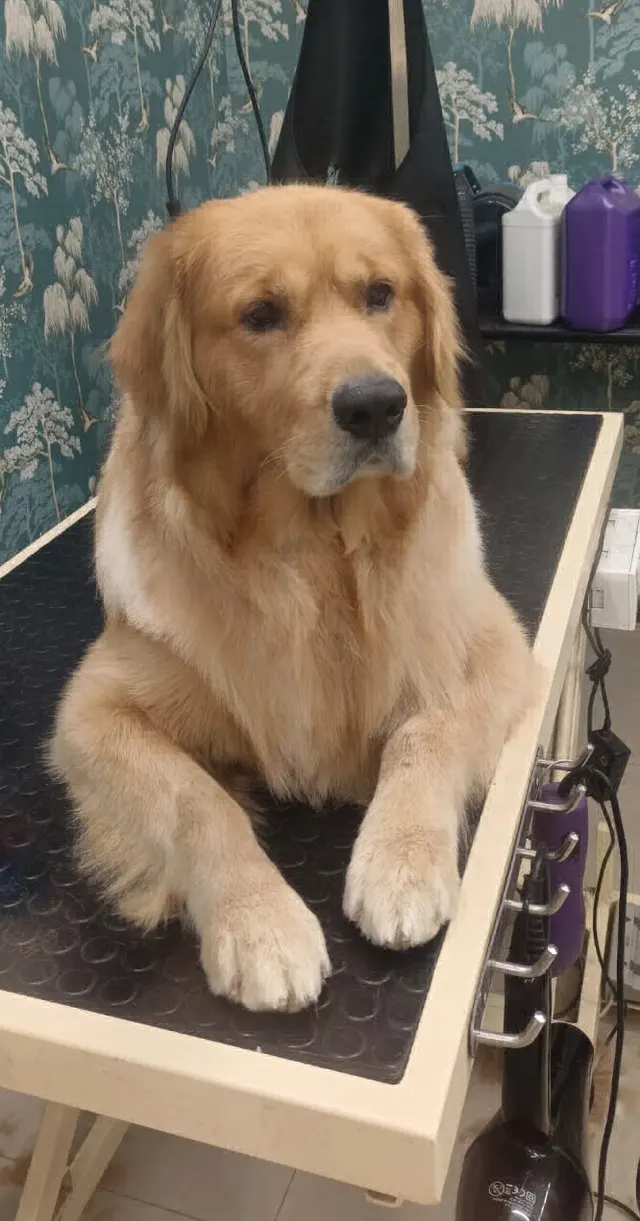 Classy Royal Pet Grooming in Pune