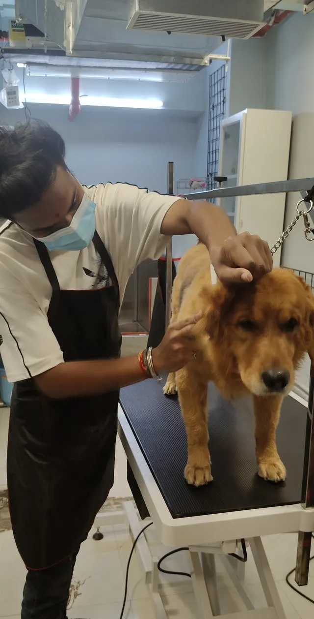 Sniffy Nose Grooming Service in Pune