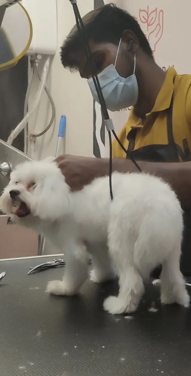 Sniffy Nose Grooming Service Hadapsar in Pune