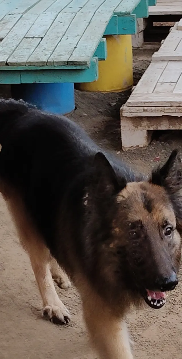 Petpals Club in Pune