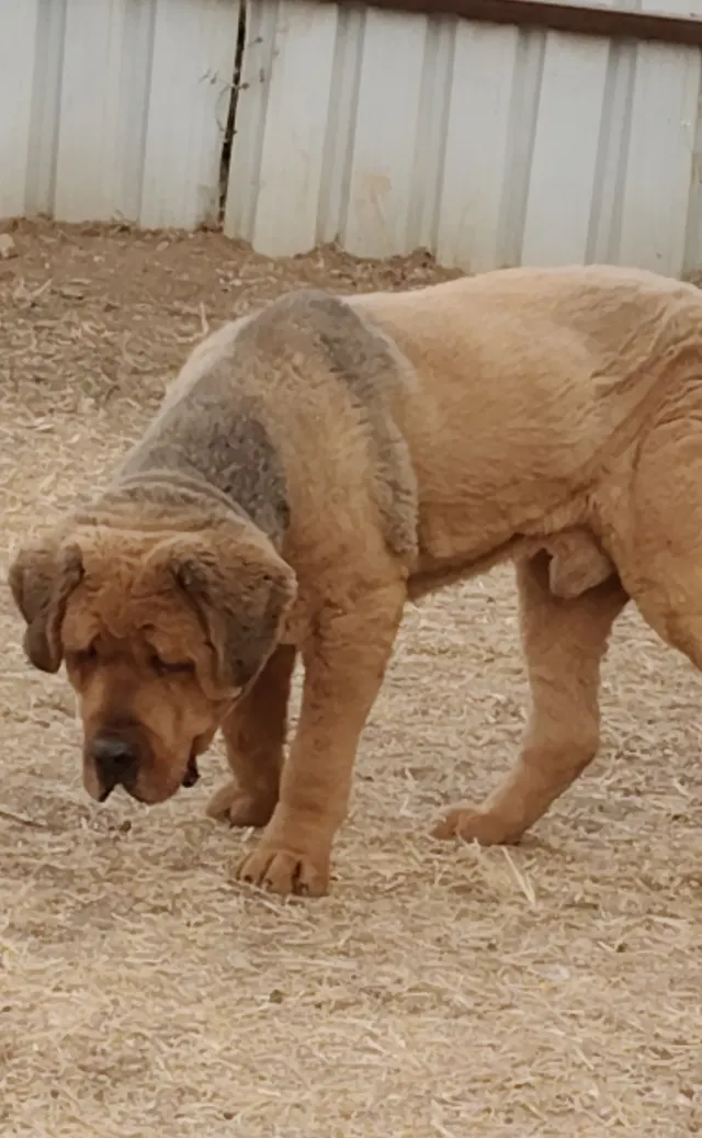 Petpals Club in Pune