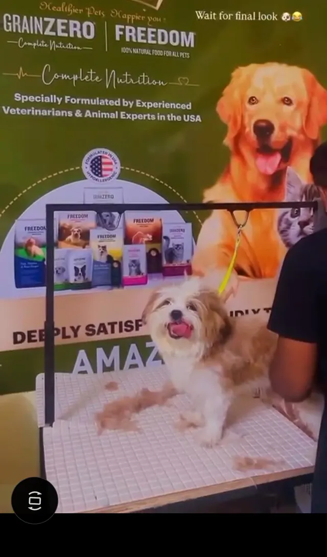 Amazing Tails in Pune