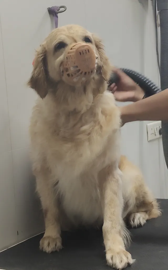Pet's Glorious in Pune