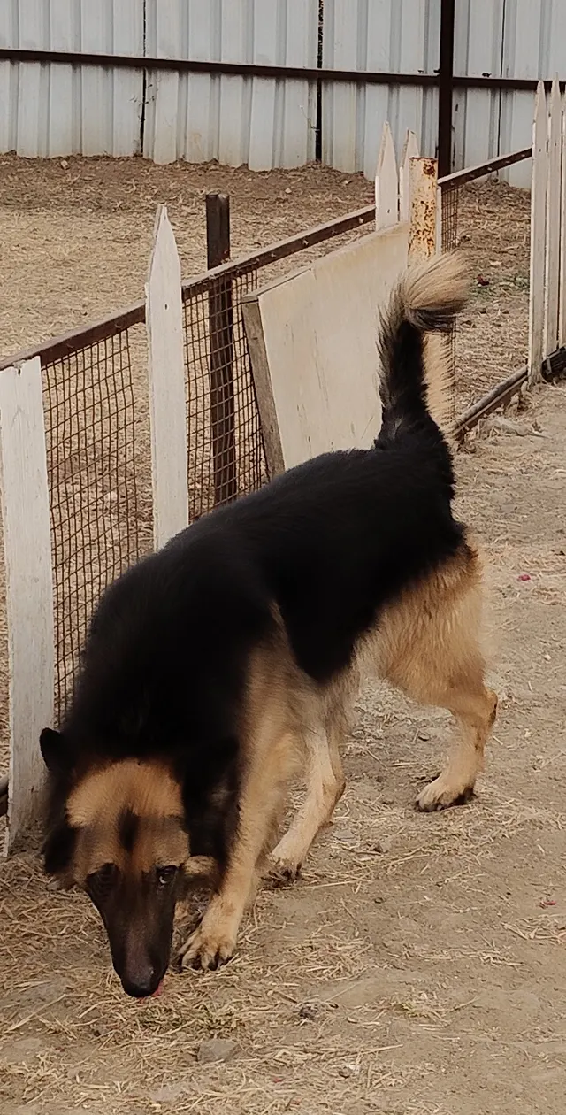 Suresh Pet Wada in Pune