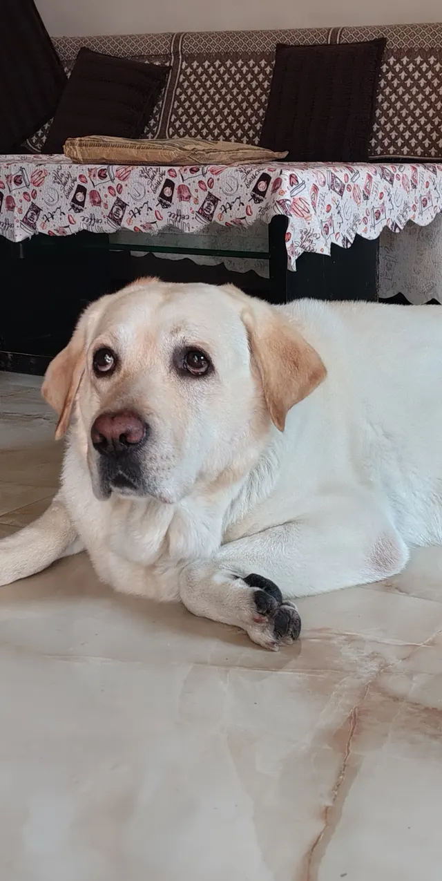 Pet Destination Grooming & Boarding in Amravati