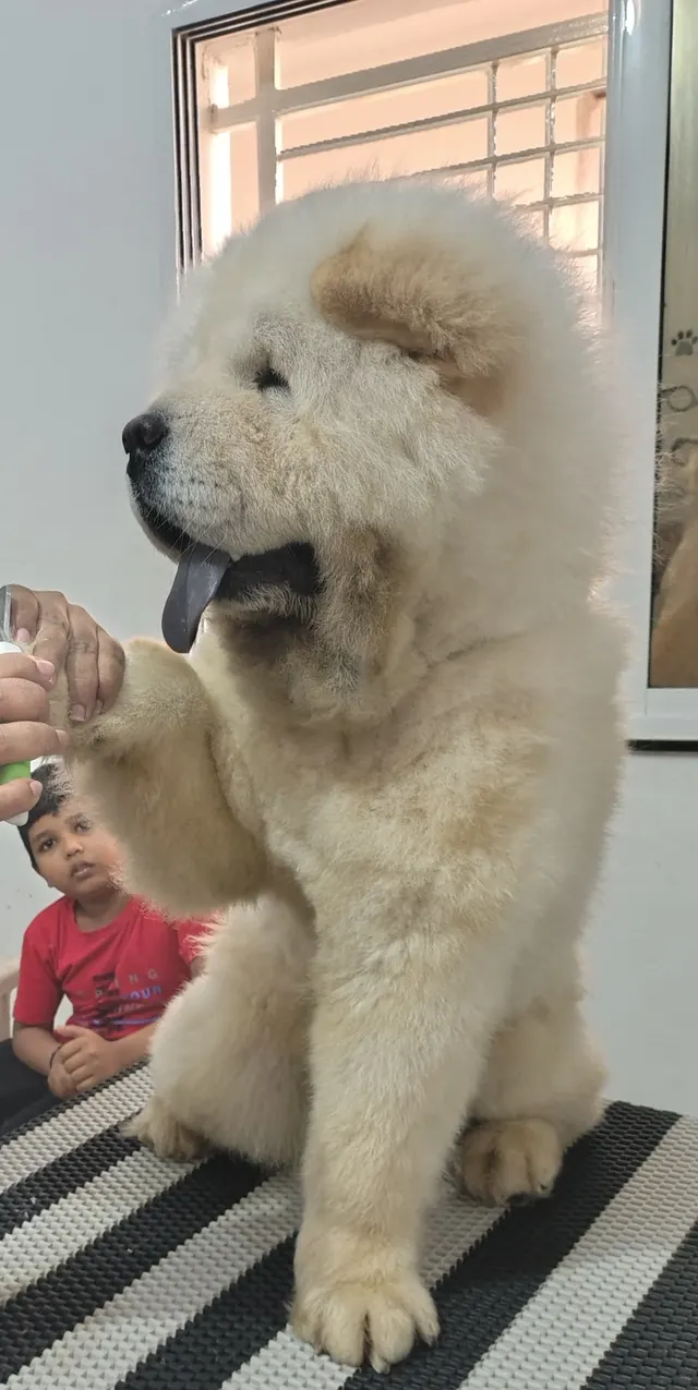 Pet Destination Amravati pet grooming service in Amravati in Amravati