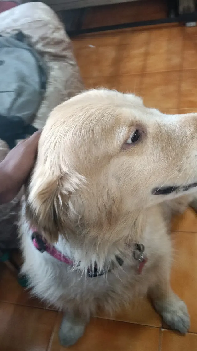 pet sitting in Pune