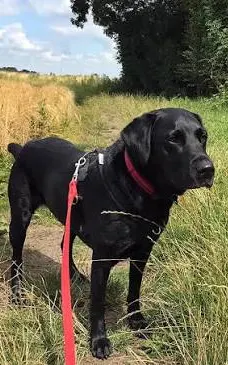 pet walking in Pune