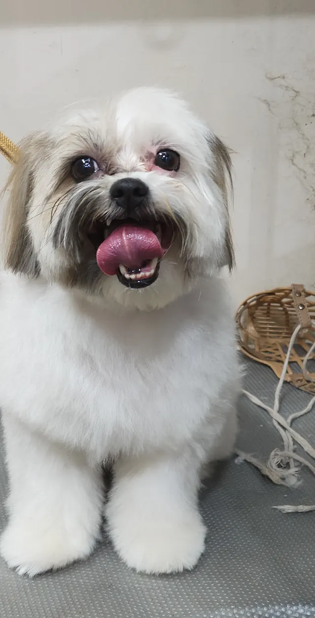 Happiness of Tails - Pet Grooming Studio in Pune