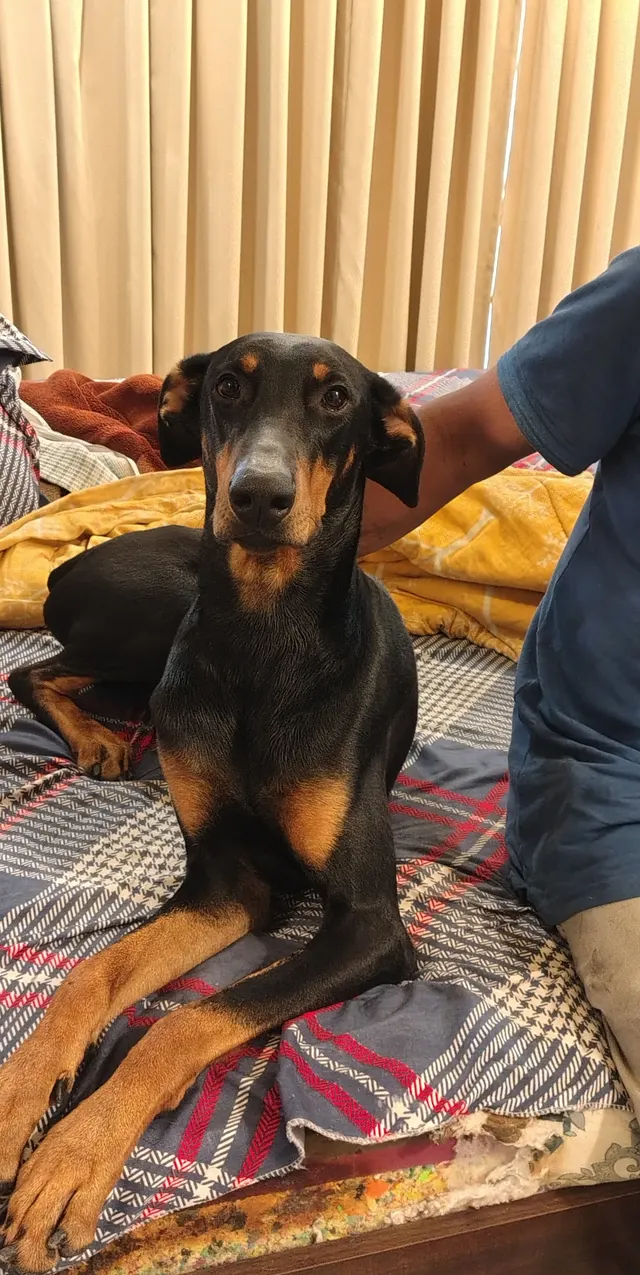 Pet Destination Amravati in Amravati