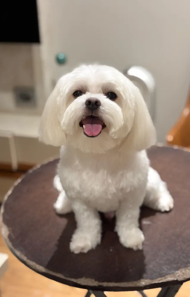 Paw City Spa in Mumbai