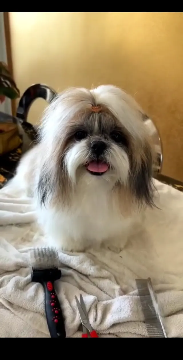 V.V Groomers in Mumbai