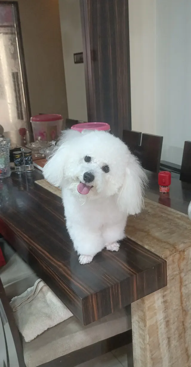 pets grooming service at your in Mumbai