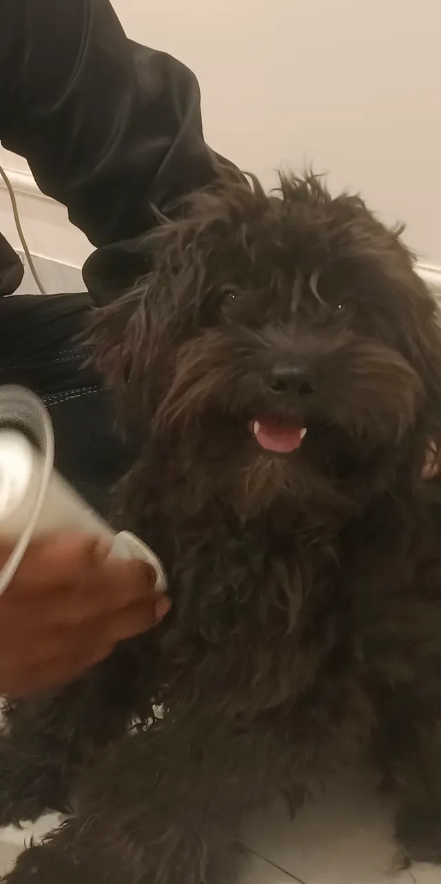 happy pet grooming and boardin in Pune