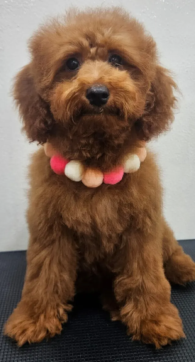 Dapper Paws in Pune