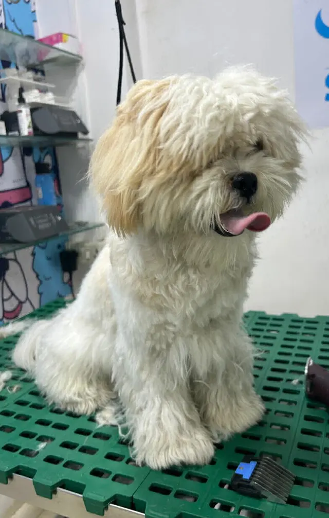 Pet Shala in Pune