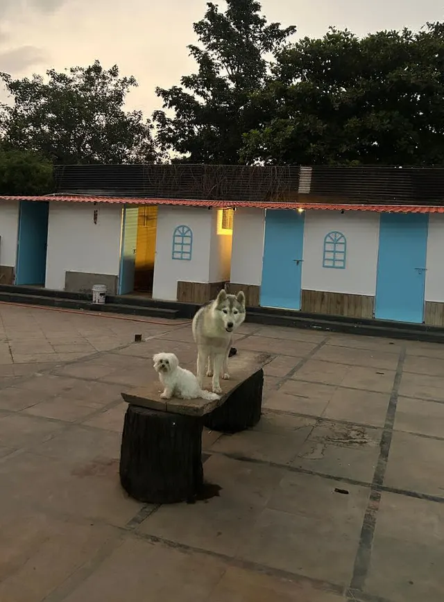 Pet Shala in Pune