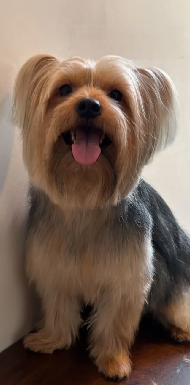 AD grooming in Mumbai