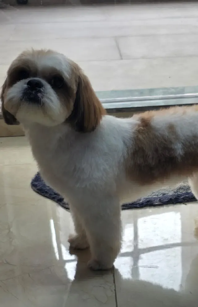 the PHOENIX pet shop and groom in Dombivali