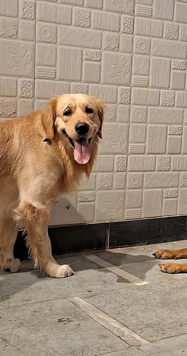 Dipesh pet bording in Mumbai