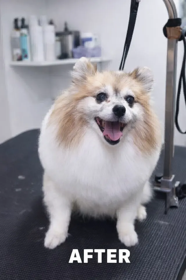 Roy's Grooming Service in Kolkata