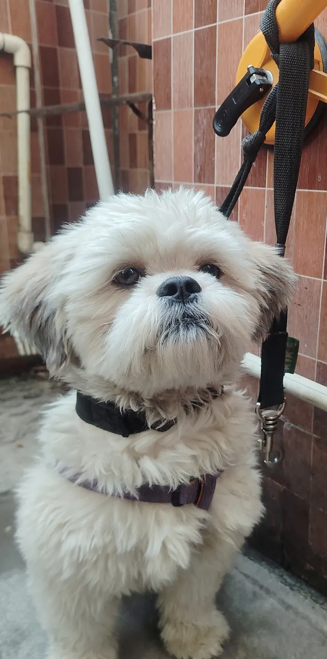 mr dog grooming in Ahmedabad