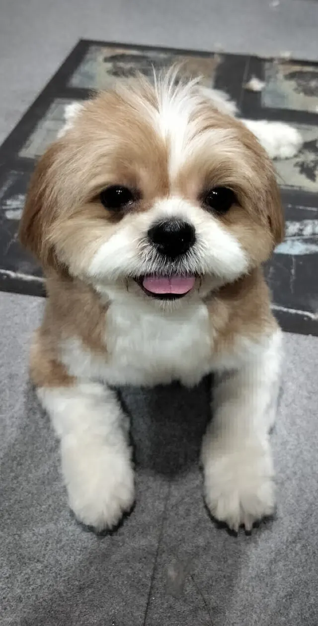Pawfect Home Boarding in Kolkata