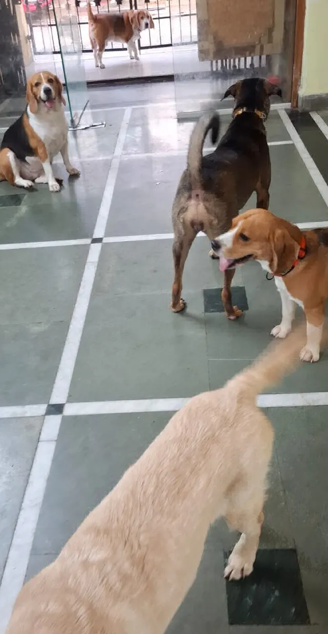 Chiku and Mani's Pet Home in Vasant Vihar. Thane West