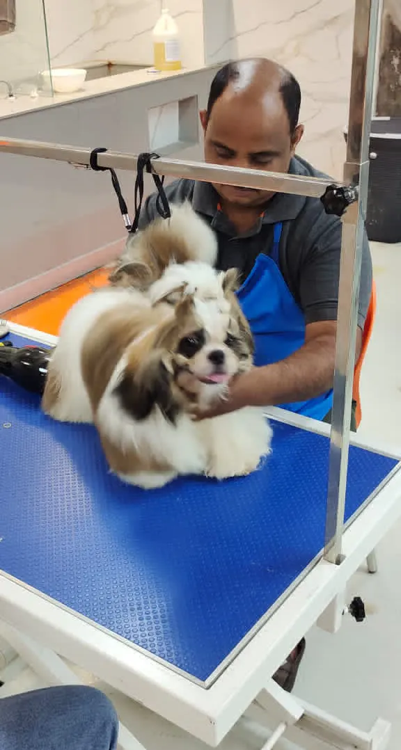 The Perfect Paws in Delhi